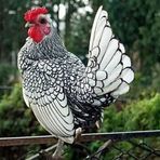 Malik Bird Farm - Facebook