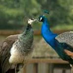 Malik Bird Sale And Purchase - Facebook