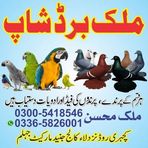 Malik Bird shop Jhelum city - Facebook