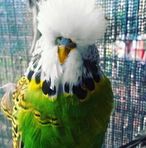 Malik bird socaity - Facebook