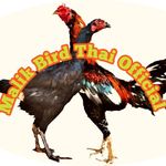 Malik Bird Thai - @hassanmalik3261 - Instagram