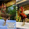 Malik Bird Thai Official - @malikbirdthai - TikTok