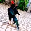 MALIK BIRDS AVIARY - @malikbirdsaviary - TikTok