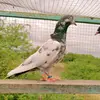 malik birds - @malik.birds - TikTok