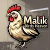Malik birds heaven - @malik.birds.heave - TikTok