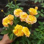 BUSHRA - @malikbushrarahman - Instagram
