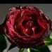 Dani Malik - Facebook