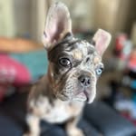 Malik Durham - @dripcautionkennels - Instagram
