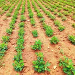 Malik Balibavi - @farmermalik29 - Instagram