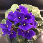 N_Malik_flowers - @guller_flowers_baku - Instagram