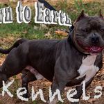 malik franklin - @downtoearthkennels - Instagram