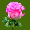 Malik Islam - @malik.islam278 - TikTok