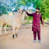Malik islam - @malik_awan_catel_farm - TikTok