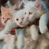 maلik ❣️ - @malik.love0 - TikTok