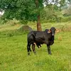 Malik T - @maliknash1 - TikTok