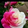 maliknashaaqwadik - @maliknashaaqwadik - TikTok