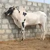 malikobaid444 - @malikobaid444 - TikTok