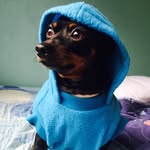 Zayn 🐶 - @zaynmalik.ortega - Instagram