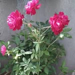 Malik Patel - @tanuja_shaikh786 - Instagram