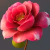 user73602268811 - @rabiareyesmalik68 - TikTok
