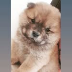 Malik Sanchez - @malik.s_chowchow - Instagram