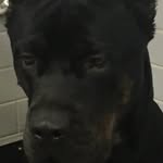 Malik scott - @malikscott61 - Instagram