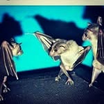 Malik Serrano - @nightslayer24 - Instagram