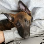 Maliki - @malikitheshepard - Instagram