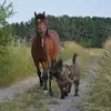 Malik picardy shepherd - @mariemignolet3 - TikTok