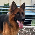 MARCOS the German shepherd dog - @malik_shepherds_ - Instagram