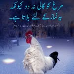 Malik Wahid - @wahid5248 - Instagram