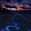 user274600597521 - @malikwhitneyy1z3kc - TikTok