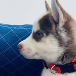 Malik Red - Rei Trovão - @malik.wolfdog - Instagram