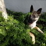 Malika Anderson - @malika_shepherd_husky - Instagram