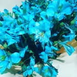 Shahnozaa - @malika._bakery - Instagram