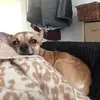 I love 🐕 dogs 🐕 - @malikadaniels01234 - TikTok