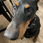 Malika Dembo Dawson - @luna_the_pup123456 - Instagram