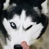 Ilovehusky - @malikamurray - TikTok
