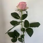 Malika rose  - Facebook