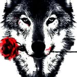 Wolf of the malika street - @wolf_of_the_malika_street.0013 - Instagram