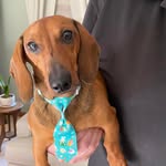 Melinda Mcdaniel Huff - @mindydogmom - Instagram