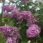 Melinda Steele - @mahalas_mom - Instagram