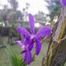 Melinda Wesley Gramangi - Facebook