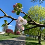 Mallika Iyer-Horiuchi - @mallikabiyer - Instagram