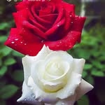 Mallika - @mallika.narayana5 - Instagram