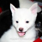 Sterling Mallory Archer - @nyc_pomsky - Instagram