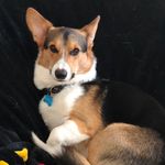 Sterling Mallory Archer - @archerthecorg - Instagram
