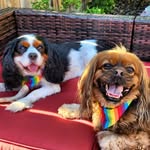 Sterling Mallory Archer & Coach Teddie Lasso - @archie_and_teddie - Instagram