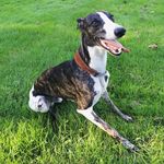 Stirling Mallory Archer - @stirlingwhippet - Instagram