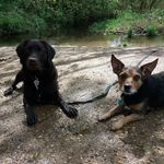 Mallory Bergman - @bergman_pooches - Instagram